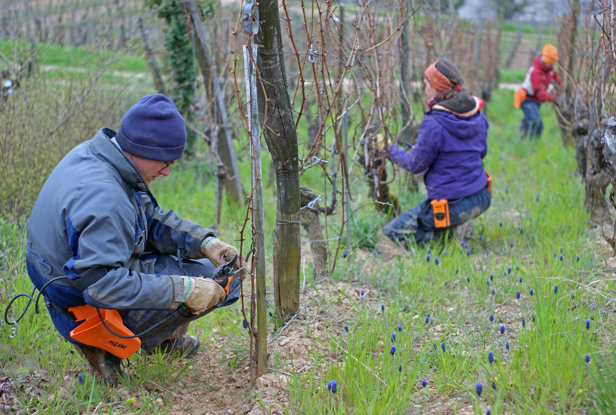 Le travail de la vigne — Domaine Léon Boesch