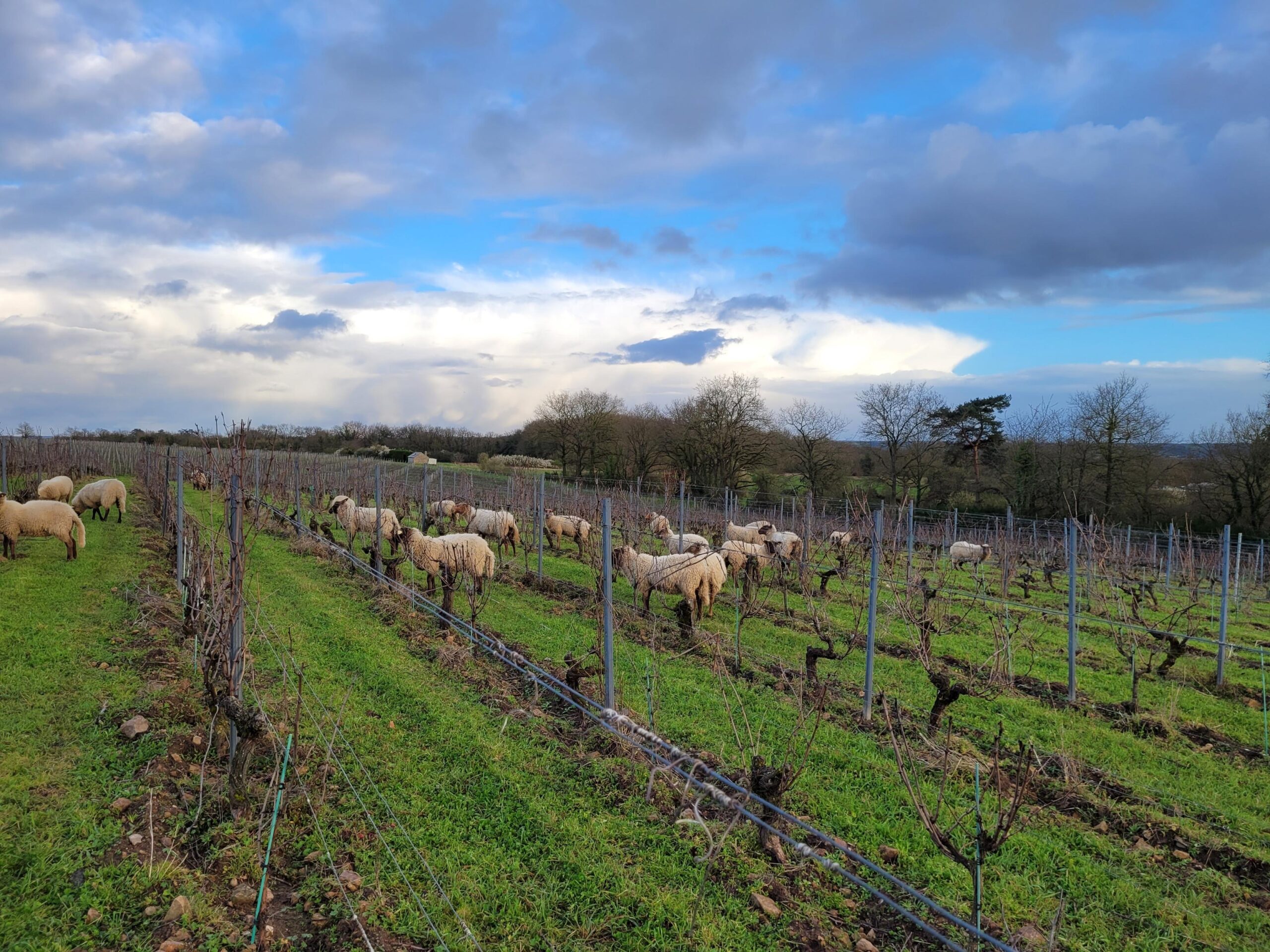 Les vignes au printemps — Domaine Ogereau