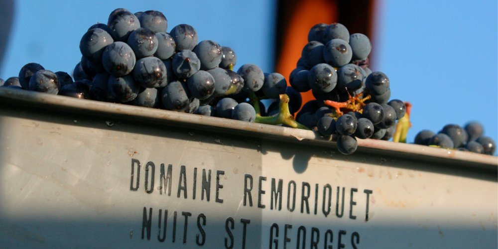 Les raisins du domaine — Domaine Remoriquet
