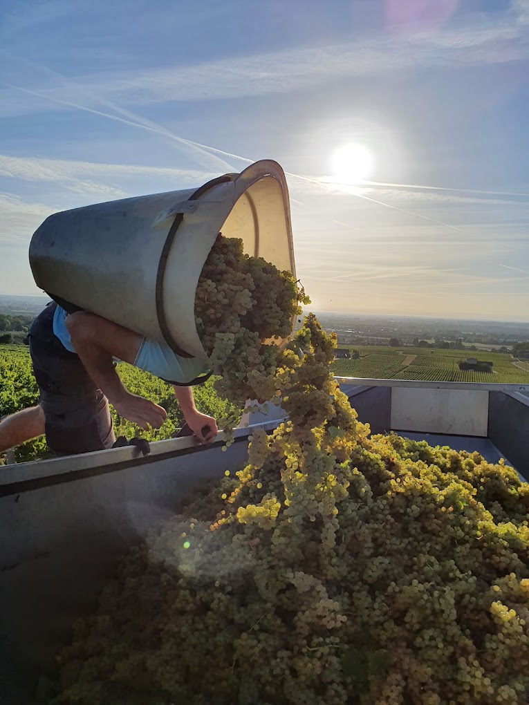 Les vendanges — Domaine La Croix Senaillet