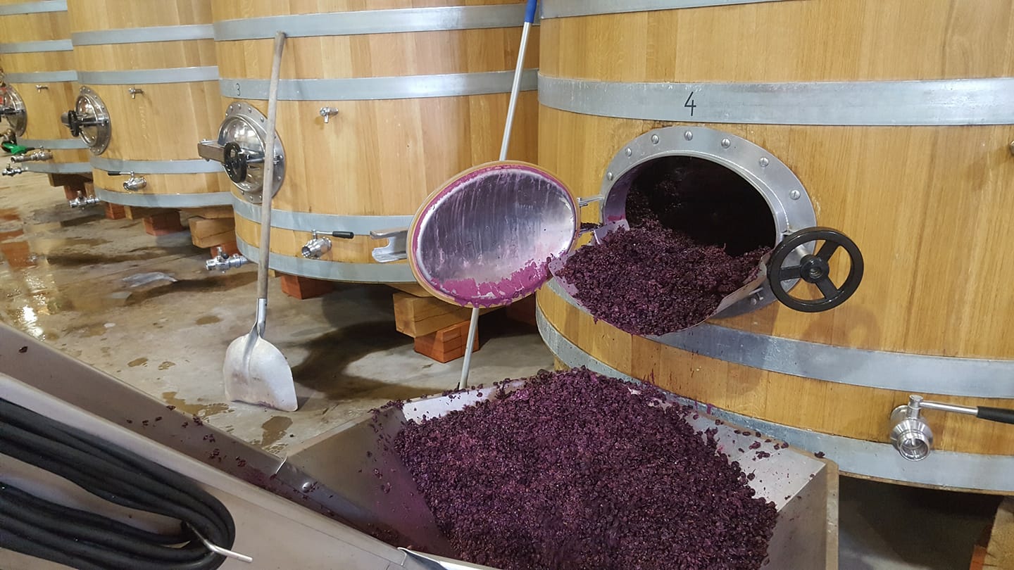La vinification — Domaine Sérol