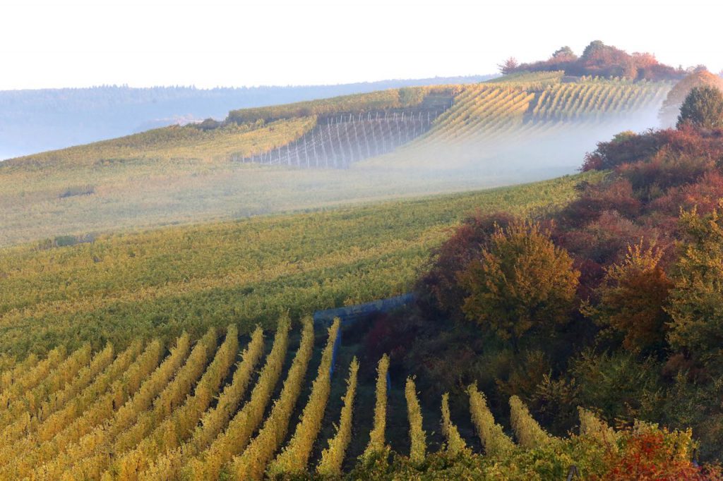 Vignes dans la brume — Domaine Valentin Zusslin
